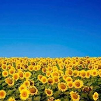 Söfnun LÍ fyrir Úkraínu fer mjög vel af stað