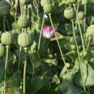 Læknisráð - fundaröð um heilbrigðismál