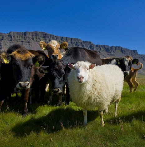 Dýralæknar verða að tala íslensku